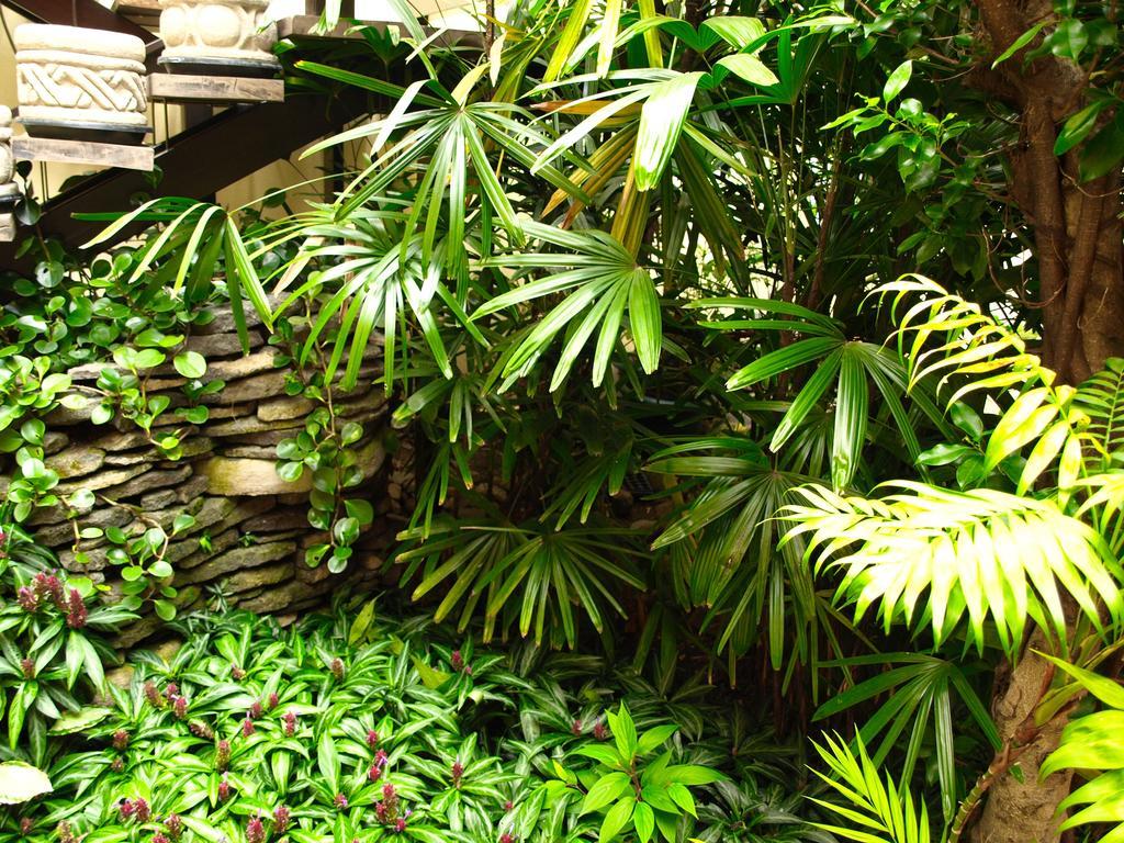 Hotel The Palm House Inn San José Exteriér fotografie