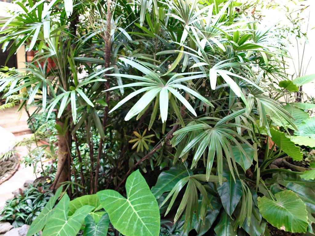 Hotel The Palm House Inn San José Exteriér fotografie